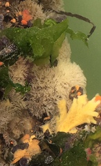 Crisularia turrita