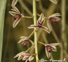 Cymbidium bicolor