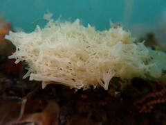 Clathrina