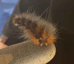 Estigmene acrea