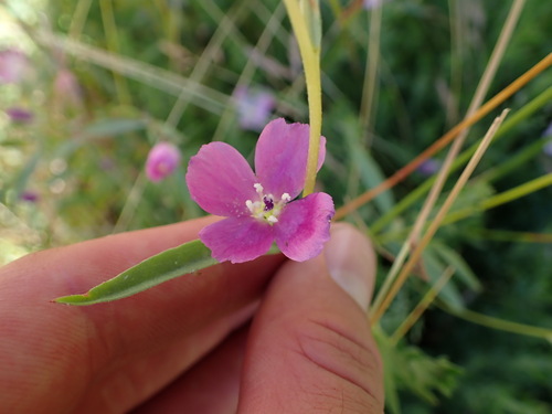 Winecup clarkia (Clarkia purpurea)