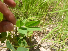 Arachis hypogaea
