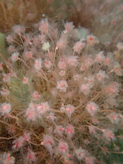 Ectopleura marina