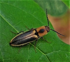Megapenthes limbalis