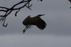 Tigrisoma mexicanum