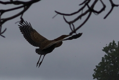 Tigrisoma mexicanum