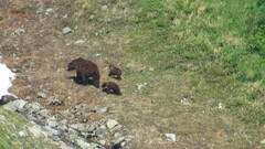 Ursus arctos beringianus