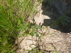 Arachis hypogaea