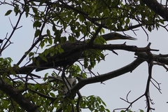 Tigrisoma mexicanum