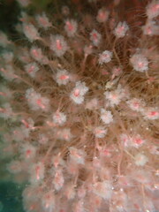Ectopleura marina