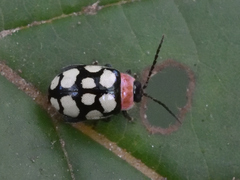 Alagoasa bipunctata perennis