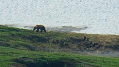 Ursus arctos beringianus