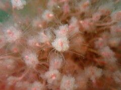 Ectopleura marina