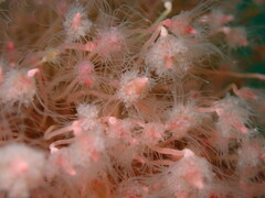 Ectopleura marina