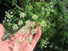 Sphallerocarpus gracilis