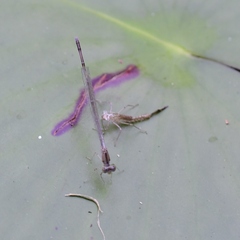 Enallagma vesperum