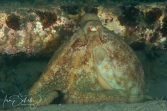 Octopus pallidus