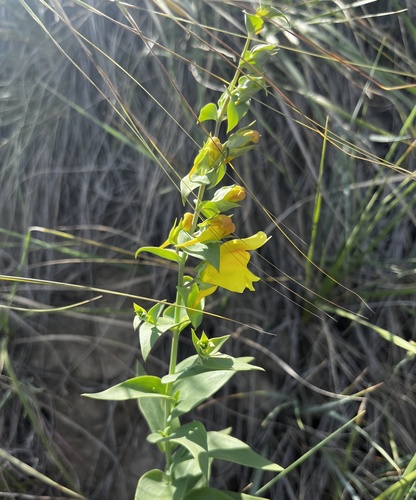 Dalmatian Toadflax (Linaria dalmatica)