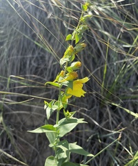 Dalmatian Toadflax (Linaria dalmatica)