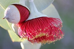 Eucalyptus rhodantha
