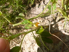 Arachis hypogaea
