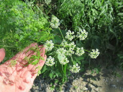 Sphallerocarpus gracilis