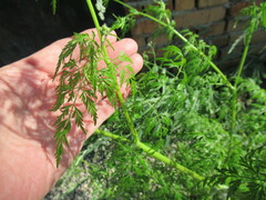 Sphallerocarpus gracilis