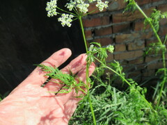 Sphallerocarpus gracilis