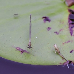 Enallagma vesperum