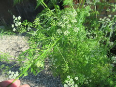 Sphallerocarpus gracilis