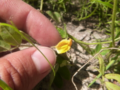Arachis hypogaea