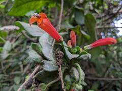 Centropogon granulosus