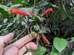 Centropogon granulosus