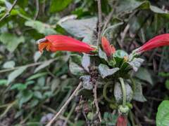 Centropogon granulosus