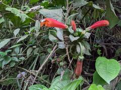 Centropogon granulosus