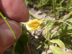 Arachis hypogaea