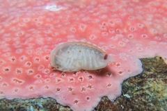 Lepidepecreum gurjanovae