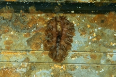 Phrikoceros