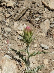 Cirsium arizonicum arizonicum
