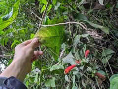 Centropogon granulosus