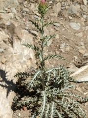 Cirsium arizonicum arizonicum