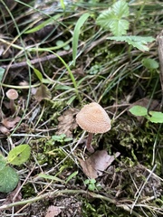 Inocybe calospora