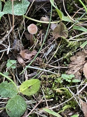 Inocybe calospora