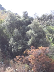 Olea europaea cerasiformis