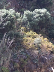 Olea europaea cerasiformis