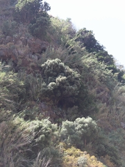 Olea europaea cerasiformis