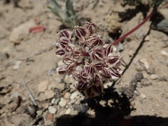 Cymopterus aboriginum