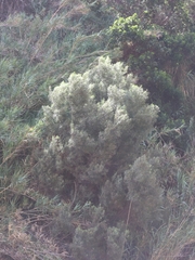Olea europaea cerasiformis