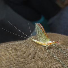 Potamanthus formosus