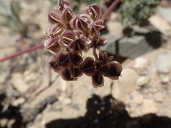 Cymopterus aboriginum